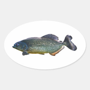 Adesivo Oval Piranha Sticker