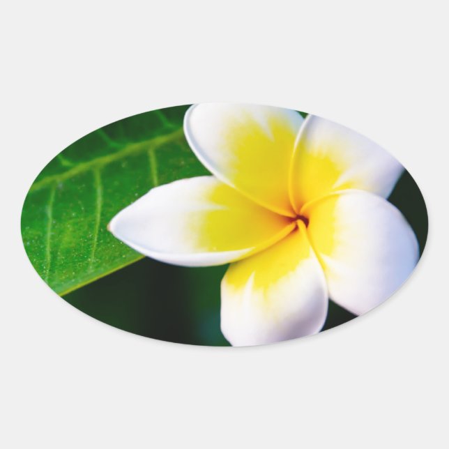 Adesivo Oval plumeria (Frente)
