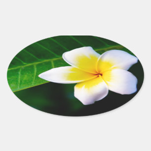 Adesivo Oval plumeria