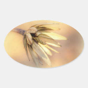 Adesivo Oval Pod de Semente Vazia do Poplar