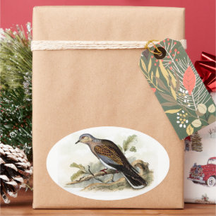 Adesivo Oval Pombo Rola Streptopelia Pintura Natureza Pássaros 