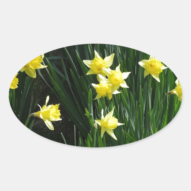 Adesivo Oval Primavera Daffodils (Frente)