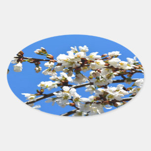 Adesivo Oval primavera floresce