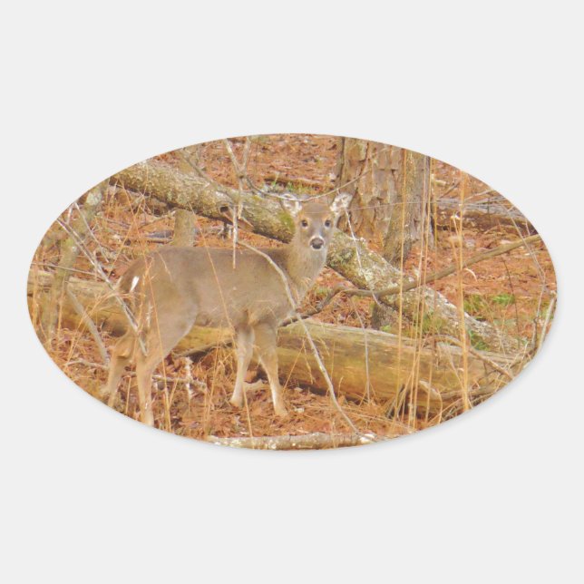 Adesivo Oval Primeiro inverno do Baby Deer (Frente)