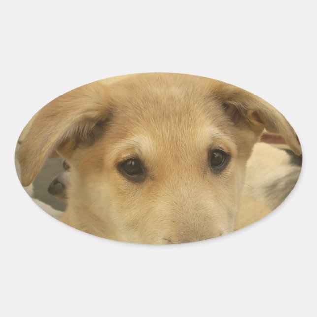 Adesivo Oval Puppy Love: Melhor Amigo do Homem (Frente)