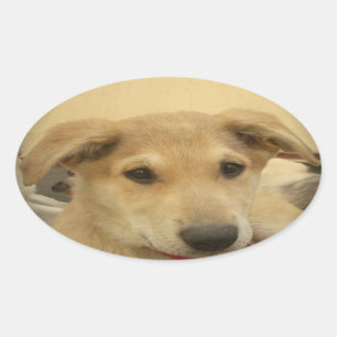 Adesivo Oval Puppy Love: Melhor Amigo do Homem