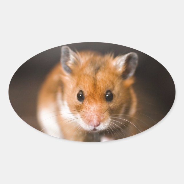 Adesivo Oval Ratty, o hamster (Frente)