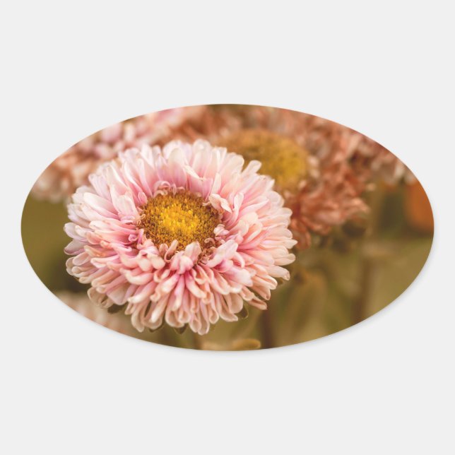Adesivo Oval Red White China Aster (Frente)