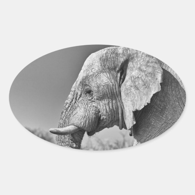 Adesivo Oval Retrato elefante (Frente)