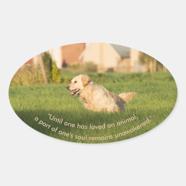 Adesivo Oval Retriever de ouro com Vinheta Oval de Cota (Frente)