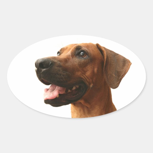 Adesivo Oval Ridgeback rodesiano (Frente)