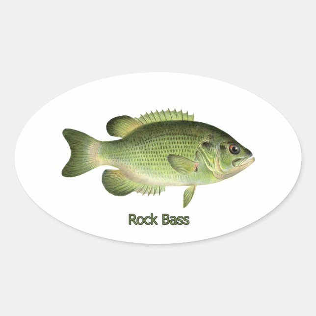 Adesivo Oval Rock Bass - Redeye (Frente)