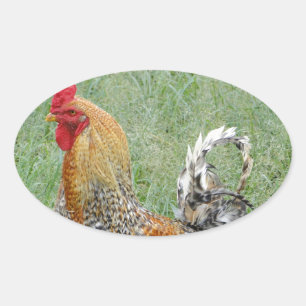 Adesivo Oval Roosters