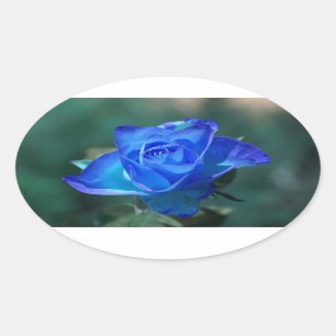 Adesivo Oval Rosa azul
