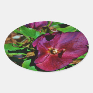 Adesivo Oval Rosa de Lenten Rosa Burgundy