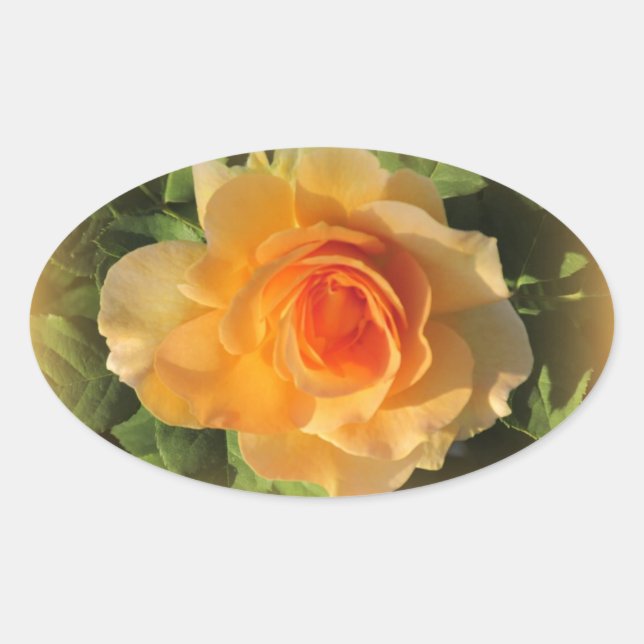 Adesivo Oval Rosa de Perfume de Mel (Frente)