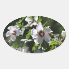 Adesivo Oval Rosa de Sharon