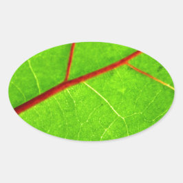 Adesivo Oval Rua. Thomas 1