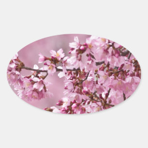 Adesivo Oval Sakura Cherry Blossoms Pastel Pink Camadas