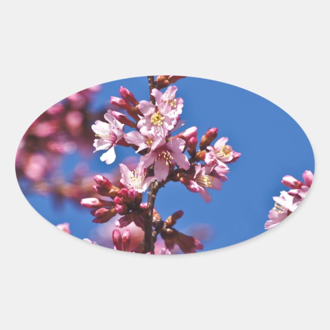 Adesivo Oval Sakura Cherry Blossoms tocando azul (Frente)