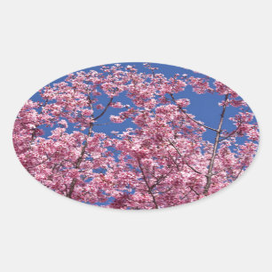 Adesivo Oval Sakura Flores de Cerejeira no Azul