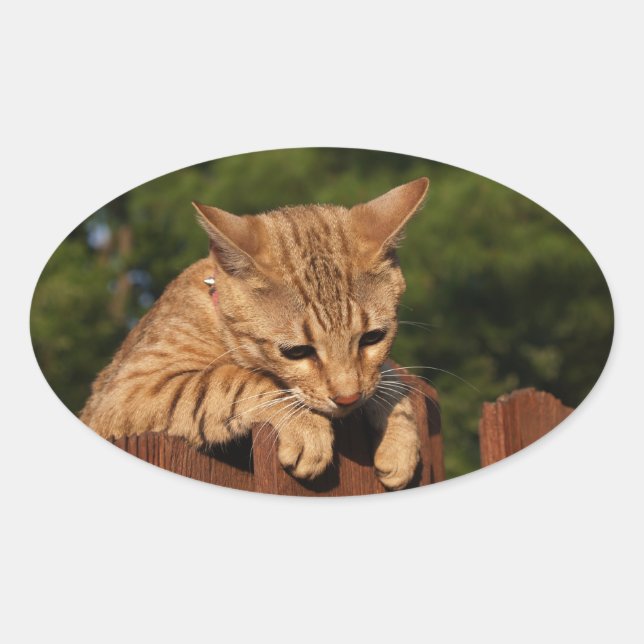 Adesivo Oval Savannah Cat Oval Sticker (Frente)