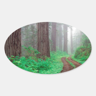 Adesivo Oval Sequóia vermelha da floresta