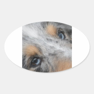 Adesivo Oval Shetland Sheepdog Blue Merle Eyes