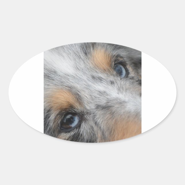 Adesivo Oval Shetland Sheepdog Blue Merle Eyes (Frente)