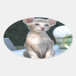 Adesivo Oval Siamese Kitten em uma mesa