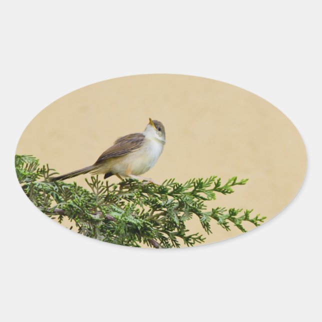 Adesivo Oval Sparrow (Frente)