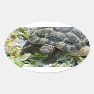Adesivo Oval Tartaruga Fofa