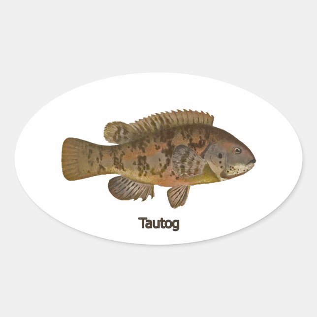Adesivo Oval Tautog (peixe negro) (Frente)