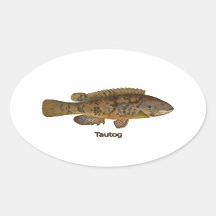 Adesivo Oval Tautog (peixe negro)