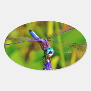 Adesivo Oval Teal Rainbow Dragonfly