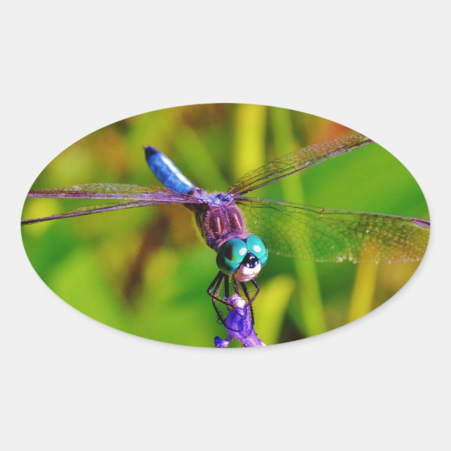 Adesivo Oval Teal Rainbow Dragonfly (Frente)