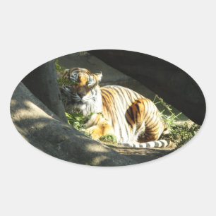 Adesivo Oval Tiger Catnap