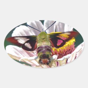 Adesivo Oval Traça de colibri