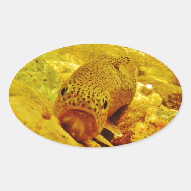 Adesivo Oval Truta em fluxo (Frente)