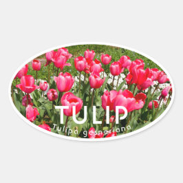 Adesivo Oval Tulip