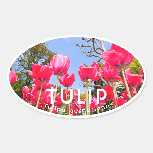 Adesivo Oval Tulip (Frente)