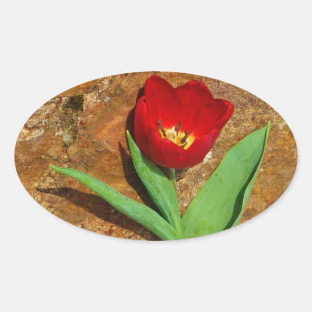 Adesivo Oval Tulipa Amarela e Vermelha (Frente)