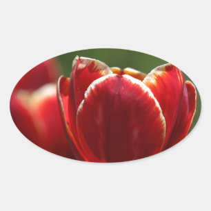Adesivo Oval Tulipas