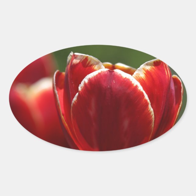 Adesivo Oval Tulipas (Frente)