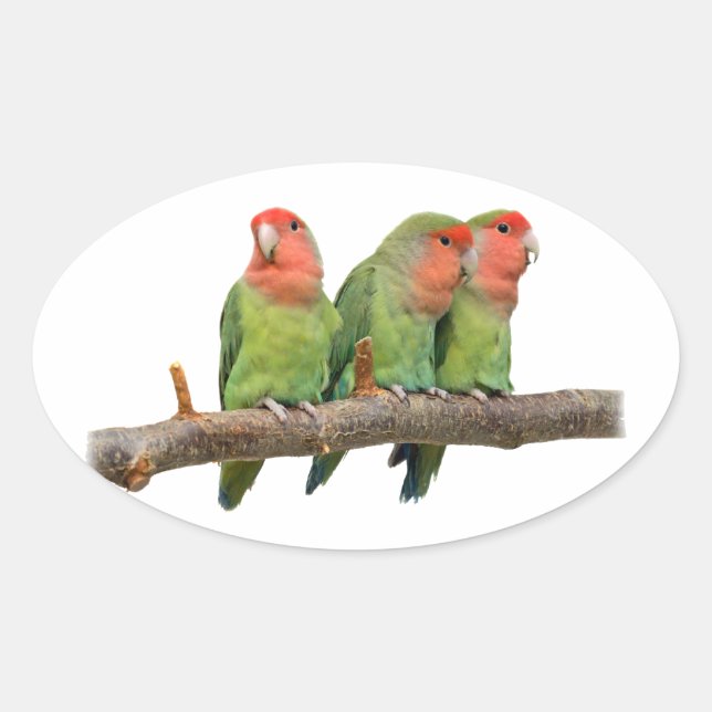 Adesivo Oval Tweet Trio Sticker (Frente)