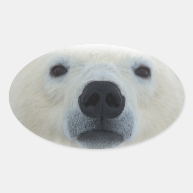 Adesivo Oval Urso Polar (Frente)