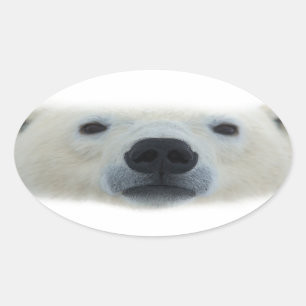 Adesivo Oval Urso Polar