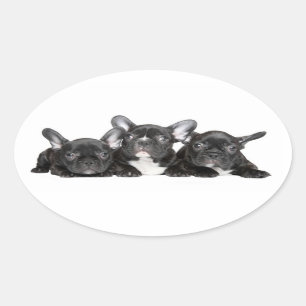 Adesivo Oval Vinheta de Cachorro Negro/Selo
