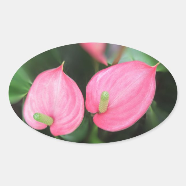 Adesivo Oval Vinhetas - Gêmeos cor-de-rosa de Anthurium (Frente)