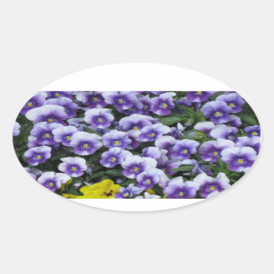 Adesivo Oval Vinhetas para violetas